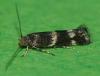 Elachista sp.